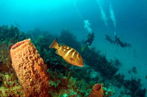 Hotel Mayan Princess Beach & Dive Resort