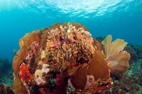 Hotel Mayan Princess Beach & Dive Resort