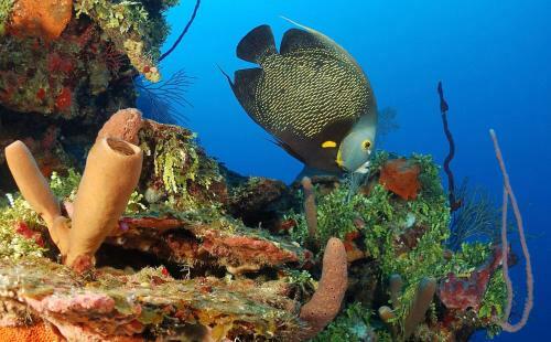 Hotel Mayan Princess Beach & Dive Resort