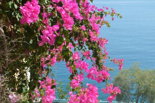Angeliki's Apartments