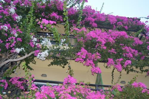 Angeliki's Apartments