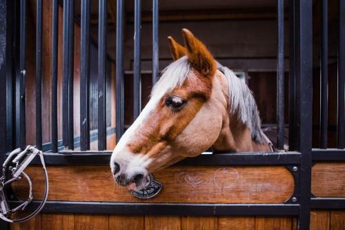 Bed & Breakfast Salio Equisport Resort