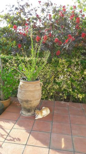 Apartamento Villa Moschona