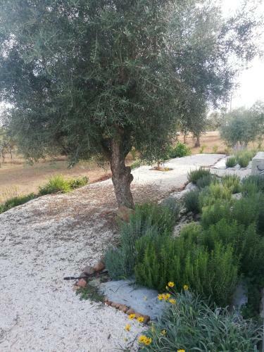 Casa Das Oliveiras By Burrico D`orada