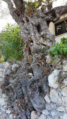 Apartamento Castello Bellos 2