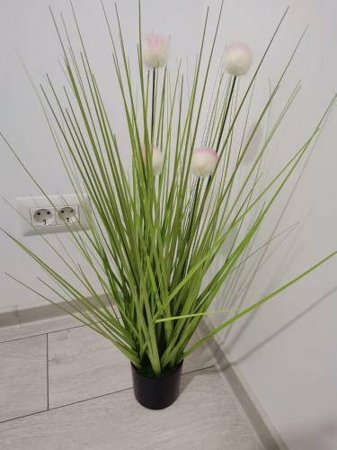 Apartamento Comfort Suite Alessia Brasov