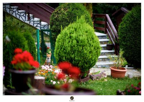 Hostal Fox Valley Villa