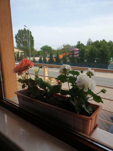 Hostal Pensiunea Ama