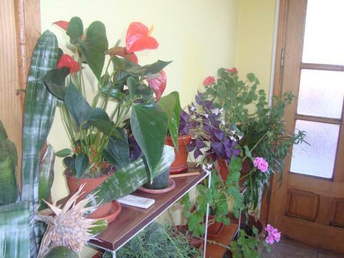Hostal Pensiunea Nicky
