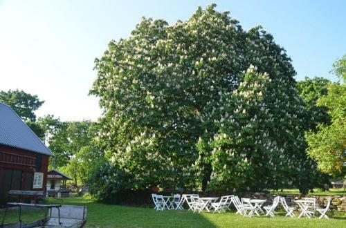 Hostal Rosenborgs Friluftspensionat