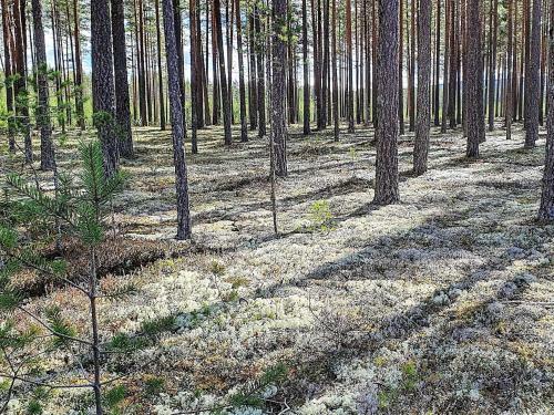 Holiday Home Skattungbyn Orsa