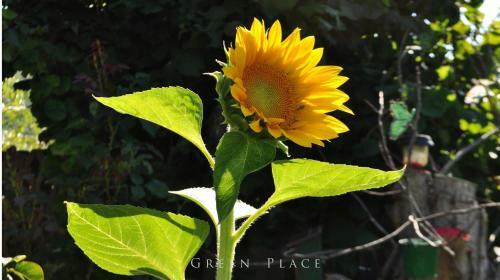 Apartamentos Green Place Portoroz Rc