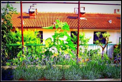 Lavender Scent Family Apartments Portoro? Dd1