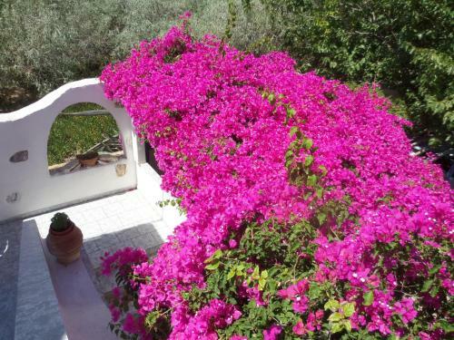 Apartamento Skyros Junior Studios