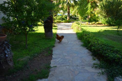 Hotel Adrasan Beach Club