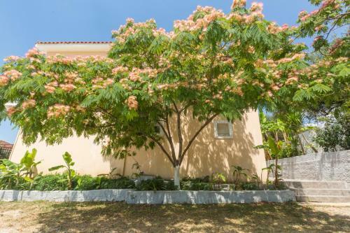 Apartamentos Summer Dream