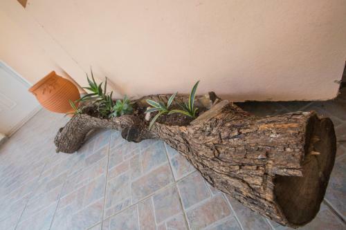 Apartamentos Summer Dream