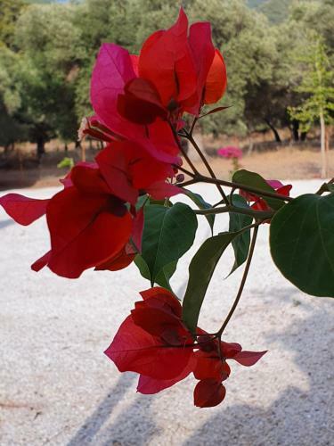Olive Tree Apart Hotel
