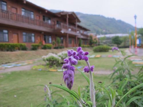 Cloud Falls Resort