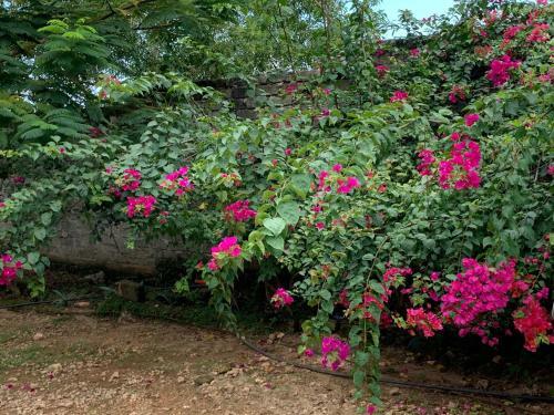 Bed & Breakfast Kendwa Garden's