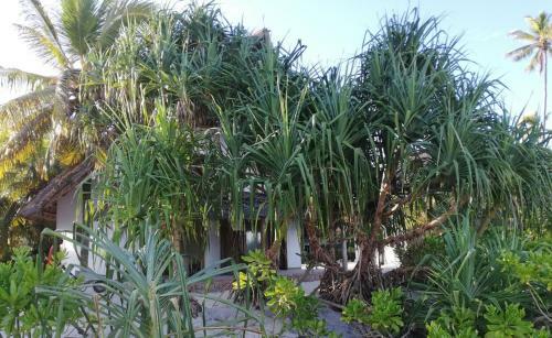 Marafiki Beach Hotel - Anza