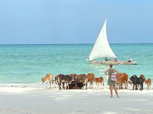 Maisha Matamu Beach Hotel Paje