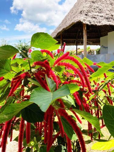 Hostal Miti Beach Bungalows