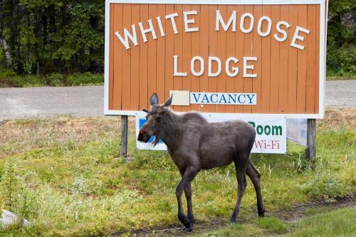 Hotel White Moose Lodge