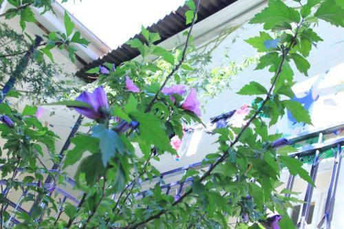 Hostal Guest House Luka