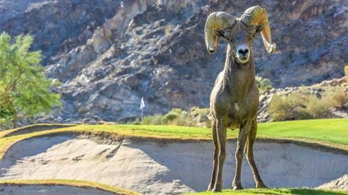 Mountain Views At Pga West