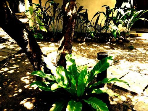 Hotel Cordova Reef Village Resort