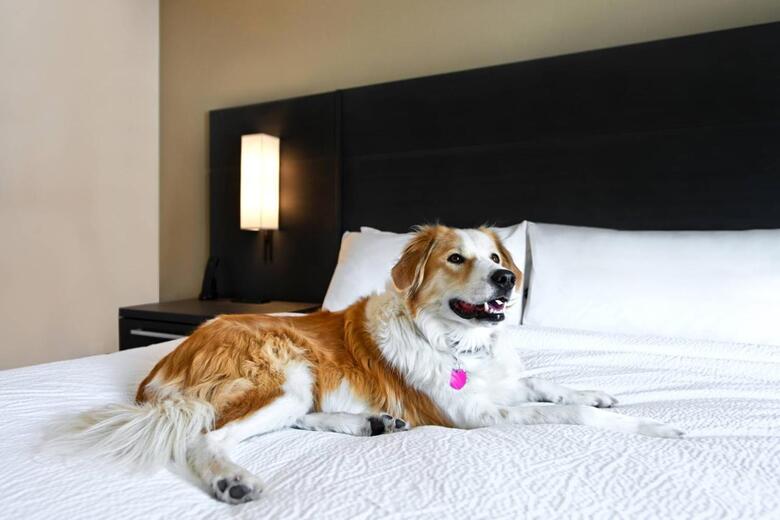 Hotel Residence Inn By Marriott Steamboat Springs