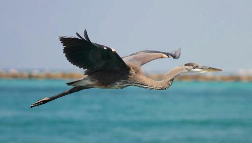 Sun Seeker By Real Joy Vacations