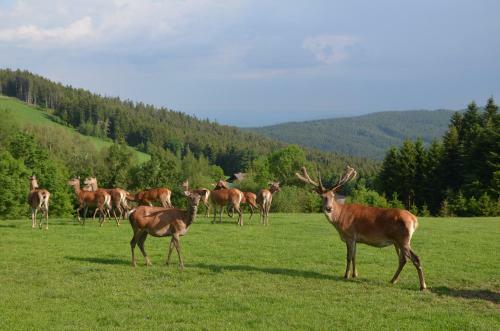 Posada Wildwiesenhof