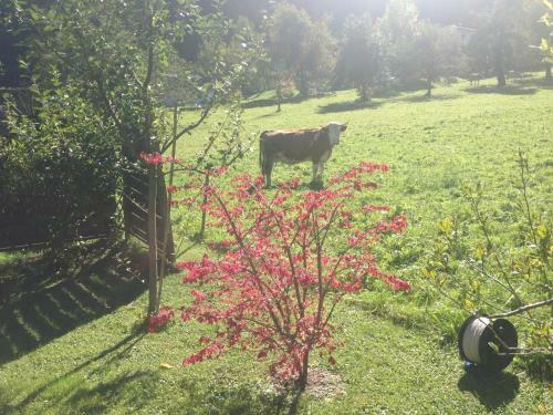 Apartamento Appartment Shelley
