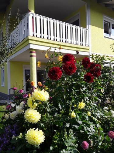 Apartments Steger