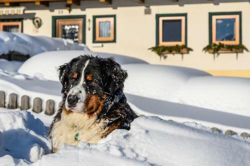 Hostal Gasthof Horner