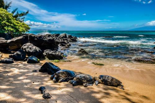 Mahina Surf III