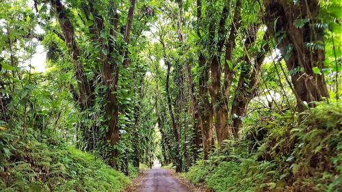 Big Island Bali Hideaway Home
