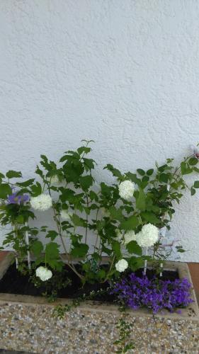 Bed & Breakfast Pension Ostbach