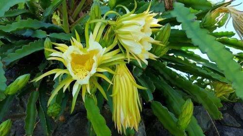 Aloha Ohia Hale Home