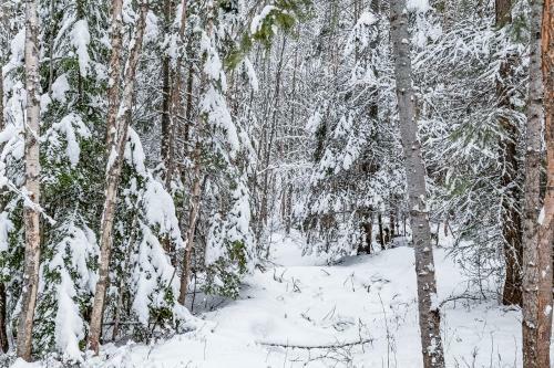 Wooded Beauty Near Sandpoint