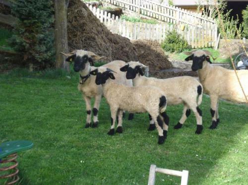Agroturismo Biobauernhof Fleckl