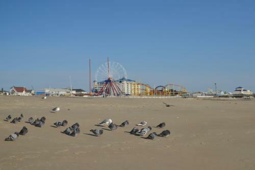 Apartamento Summer Winds Condo - Pool & Grill, Walk To Beach Condo