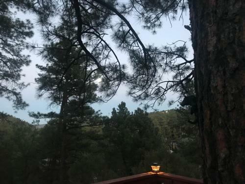 Gonzales Cozy Little Bear Cabin