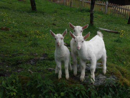 Agroturismo Bauernhof Oberscheffau