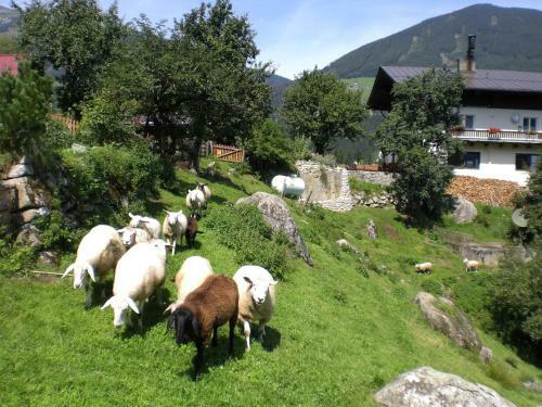 Agroturismo Bauernhof Oberscheffau