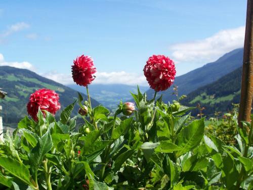 Agroturismo Bauernhof Oberscheffau