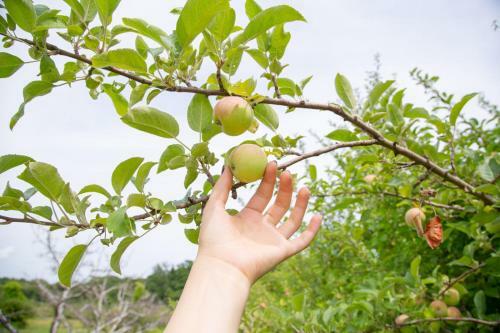 Tentrr Signature - Orchard Tent Overlooking Mohonk