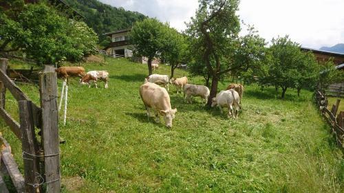 Hostal Kr�uterpension Rosenkranz